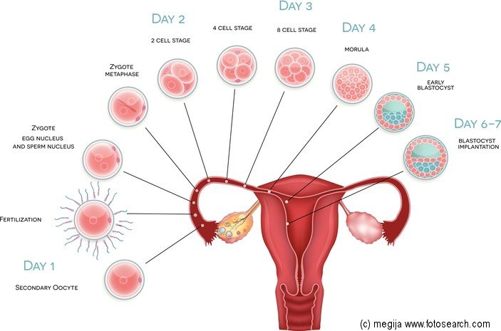 fetal development month 8