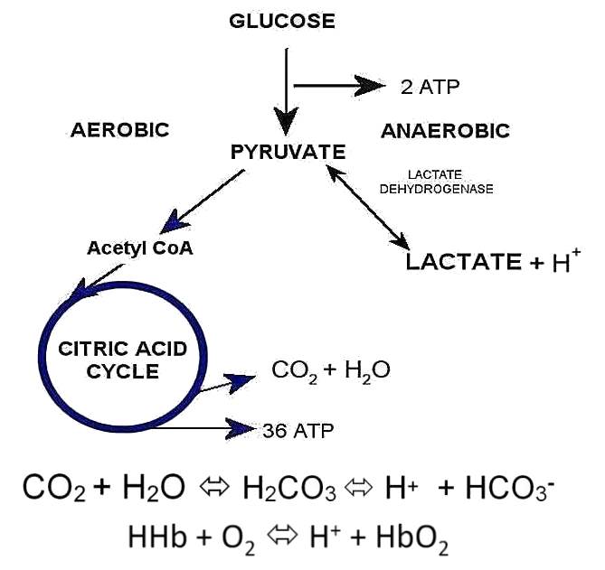 Anaerobic 