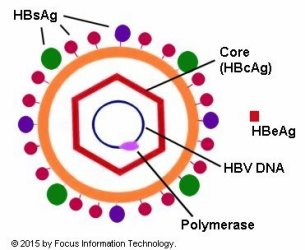 hepatitis b virus structure