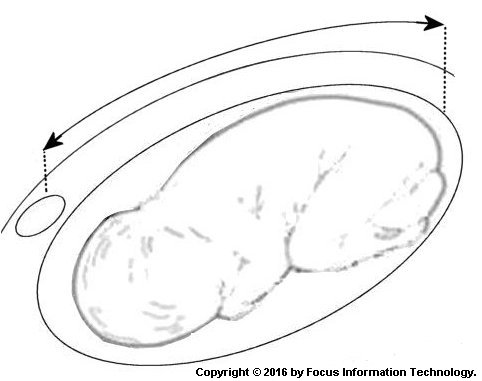 Uterus Size During Pregnancy Chart