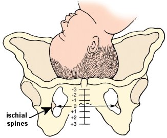 Fetal station