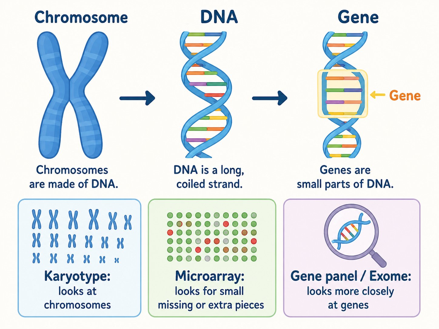 Chromosome, DNA, and gene illustration for prenatal genetic testing