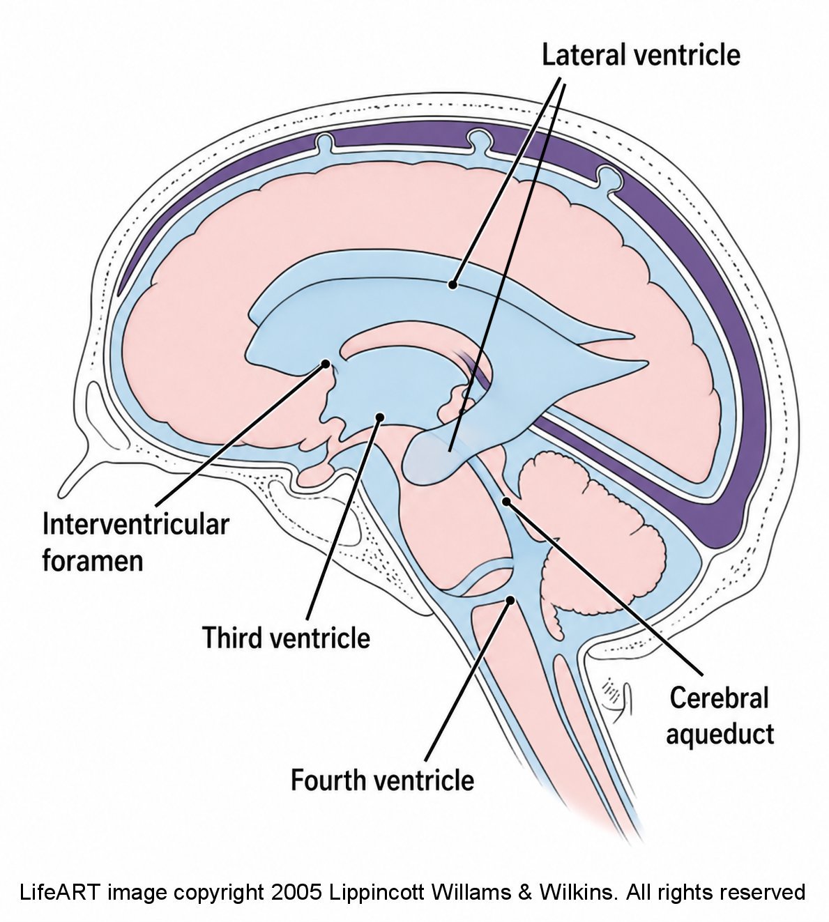 Side-view diagram showing the fluid spaces called ventricles inside the brain